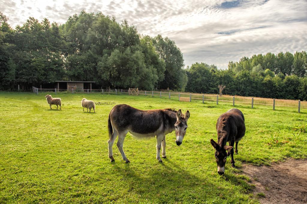 Petrus Wittebrood Hoeve Dikkelvenne ภายนอก รูปภาพ